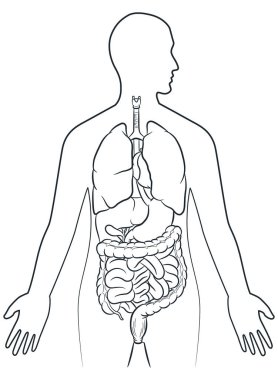 İnsan iç organlarını vücudun içinde çiz