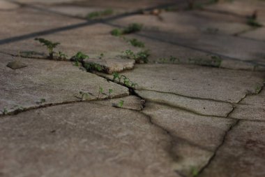 cracks in the asphalt through which green plants break through