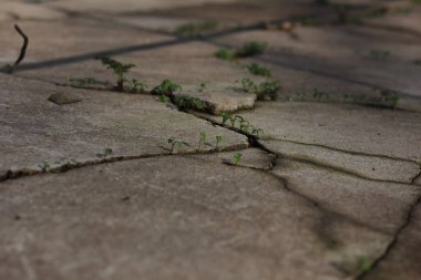 cracks in the asphalt through which green plants break through
