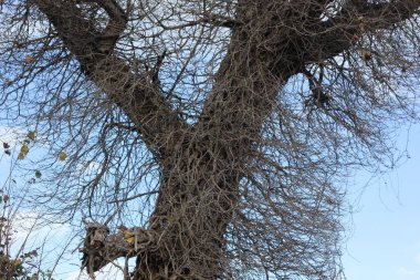 a flock of a tree on a cloudy background.