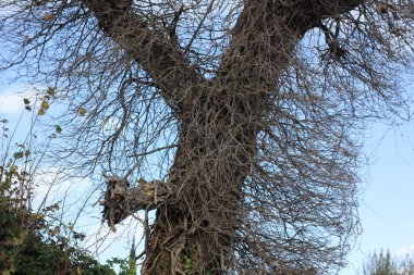 Ormandaki ağaçta bir kuş yuvası