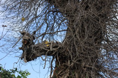 Ormandaki ağaçta bir kuş yuvası