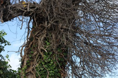 ancient huge tree trunk close-up wrapped in grapevine