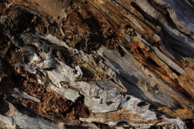 background in the details of the structure of a very ancient tree