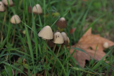 green meadow where many mushrooms grow