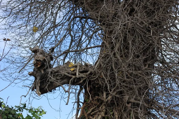 Ormandaki ağaçta bir kuş yuvası