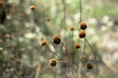 Bulanık doğa arka planında kurutulmuş Toskana bitkileri, fotoğraf duvar kağıdı