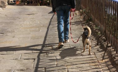 Şehrin arka planında köpekle yürüyen bir adamın bacakları.