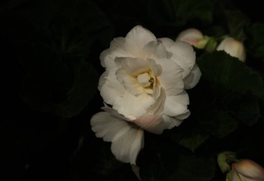 Ortaçağ caddesinde klasik bir araba.