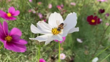 Close up of flying honey bee collecting bee pollen from blossom  flower