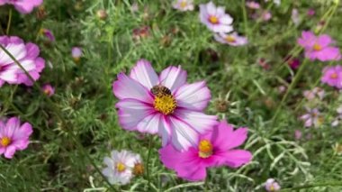 Close up of flying honey bee collecting bee pollen from blossom  flower