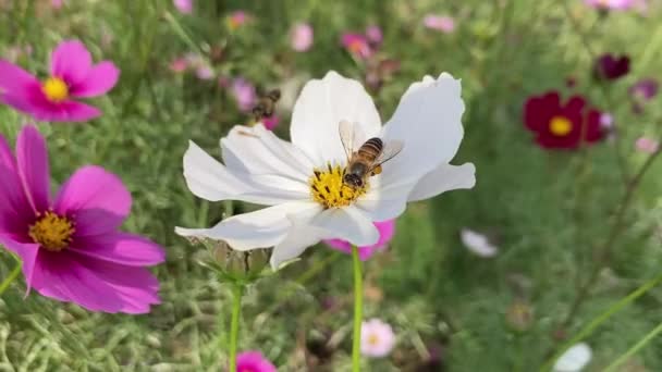 Close Flying Honey Bee Collecting Bee Pollen Blossom Flower — Stock Video