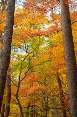 Japonya 'da sonbahar mevsiminde Japon zen bahçesinde güzel renkli ağaç yaprakları..