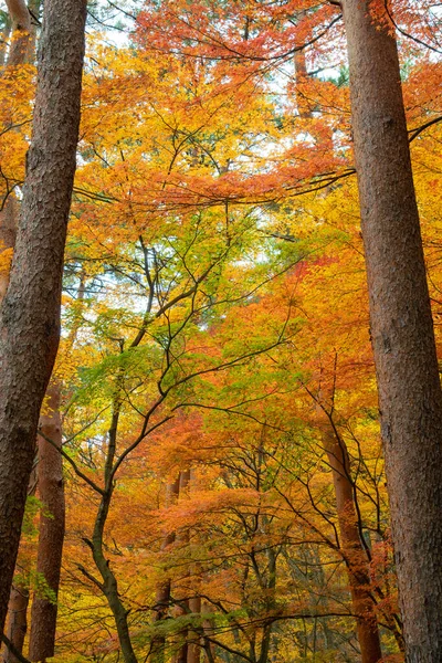 Beautiful Nature Colourful Tree Leaves Japanese Zen Garden Autumn Season — Stock Photo, Image