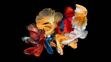 Siyam dövüşçü balığı ya da Beta balığı siyah bir arkaplan karşısında yakın çekimde. 