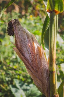 Bir mısır tanesi yakın plan.