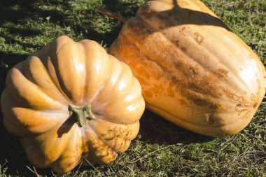 Hastalıktan etkilenen çürük balkabakları büyüktür.