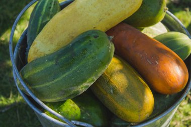 Büyük sarı olgun salatalıklar.