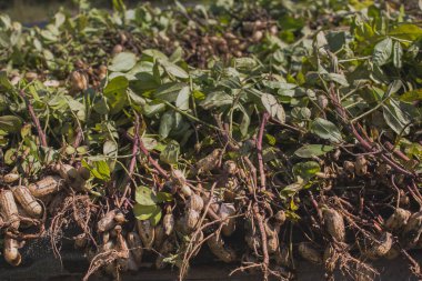 Yer fıstıklarının tepeleri büyümekte başarısız oldu.