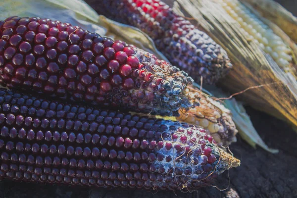 Кукурузные Початки Заражены Плесенью — стоковое фото