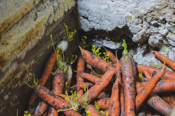 Bodrumda havuç, küf ve filizler depolanmış.