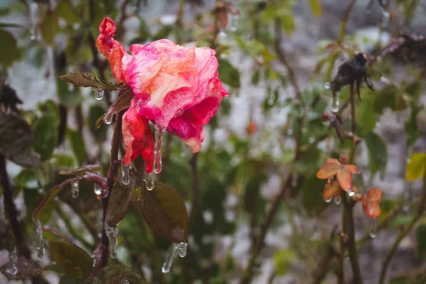 Une Rose Gelée Sous Pluie Automne Glacée — Photo