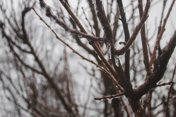 Ice Rain Ice Covered Tree Branches — Stock Photo, Image