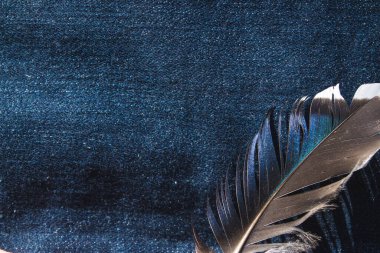 bright blue duck feather on denim background