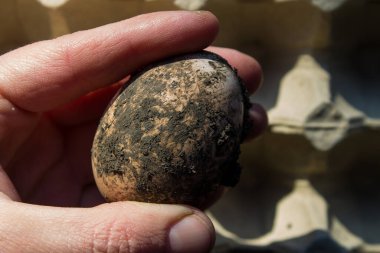 contaminated chicken eggs in human hand