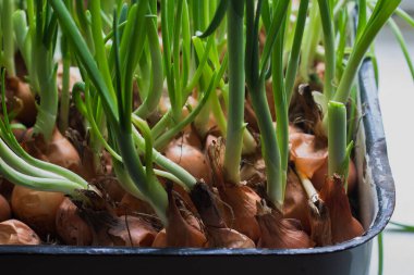 growing green onions on the windowsill