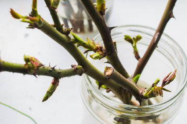 propagation of roses and currants by seedlings, rooting of seedlings, twigs take root in water
