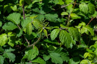 Böğürtlen çalılarının taze filizleri, sığ alan derinliği, seçici odaklanma.