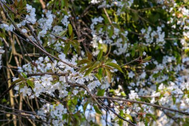 Güneş ışığındaki vahşi kiraz ağacının güzel beyaz çiçekleri, sığ alan derinliği, seçici odaklanma.