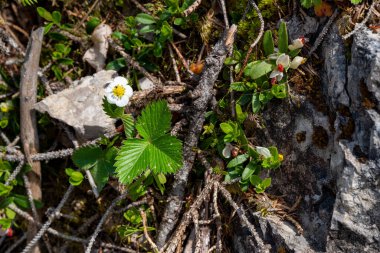 Blossom of a wild strawberry on the forest floor