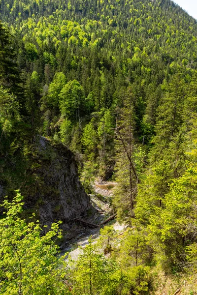 Stock image View into the gorge of the Archbach near the Stuiben waterfalls on a beautiful summer day, Reutte, Tyrol, Austria