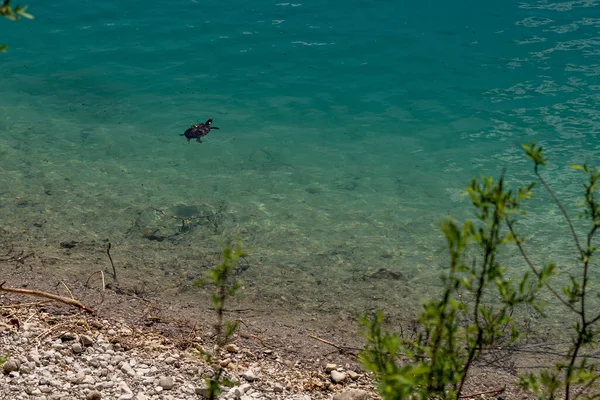 Wilde Schildkröte Türkisfarbenen Wasser Des Urnersees Bei Reutte Österreich — Stockfoto