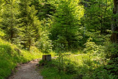 Ormanda yol güneş ışığıyla doldu.