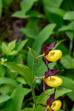 Vahşi sarı bayanın terliği, Cypripedium calceolus, Lechtal Vadisi 'ndeki Martinauer Au' da.