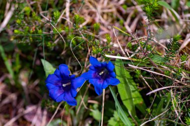 Wild, deep blue flowering gentian, Gentiana, on the forest floor clipart