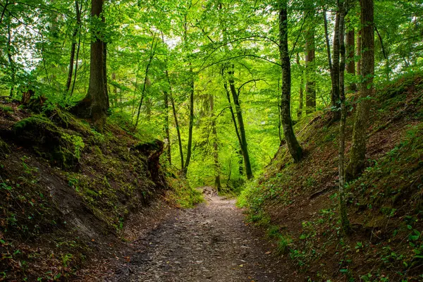 Yoğun karanlık ormanda içi boş patika