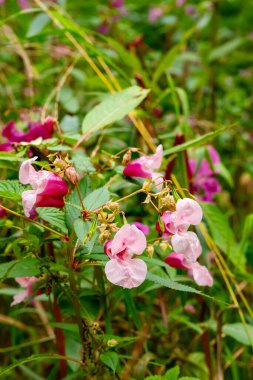 Harika yaban çiçeği Himalaya balsamı, sabırsız glandulifera Royle, Balsaminaceae ailesinden..
