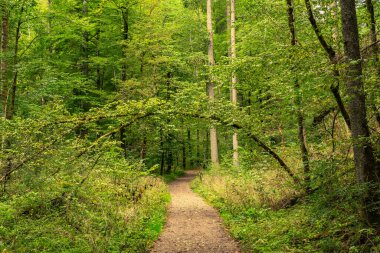 Gaulach Vadisi 'nden geçen yol, Almanya' daki Kara Orman 'daki 3 Gorge Yürüyüş Yolu' nun bir geçidi.