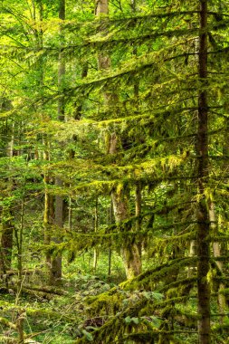 Ormanda yosun kaplı fidan ağacı