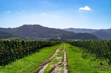 Güzel bir yaz gününde, bağların arasındaki yol mavi gökyüzü ve tepeler ve dağlar manzaralı.