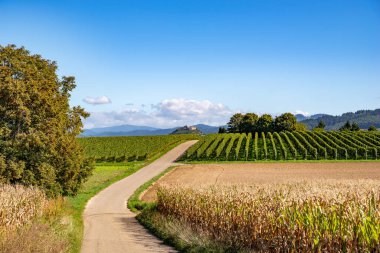 Üzüm bağlarının ve mısır tarlalarının üzerinden Kara Orman 'ın dağlarına bak.