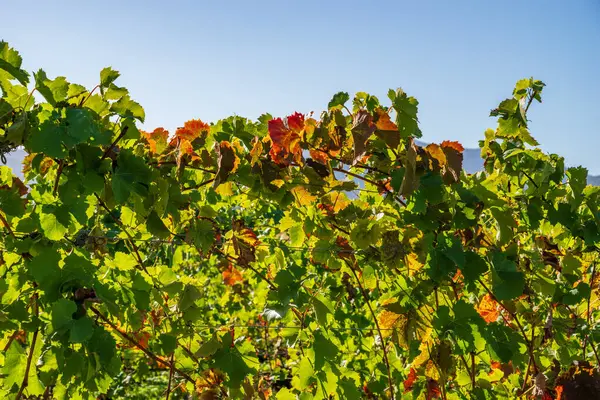 Üzüm bağındaki sarmaşıkta çok renkli asma yaprakları
