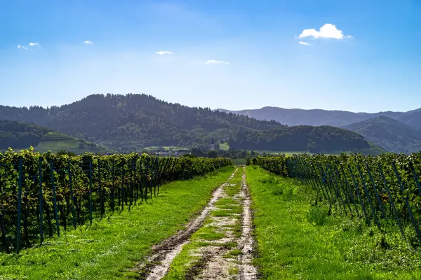Güzel bir yaz gününde, bağların arasındaki yol mavi gökyüzü ve tepeler ve dağlar manzaralı.