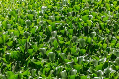 Sümbül tarlasının detaylı görüntüsü, Hyacinthus Orientalis türü, nehir haşere olarak bilinen bir su bitkisi....