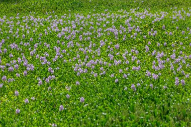 Çiçekli sümbül tarlası ve çiçeğinin devasa panoramik manzarası, Hyacinthus Orientalis türü, nehir haşere olarak bilinen bir su bitkisi....