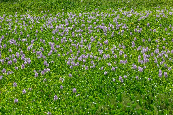 stock image Huge panoramic view of a blossom hyacinth field and flower, Wild-type Hyacinthus orientalis, an aquatic plant recognized as a river pest...